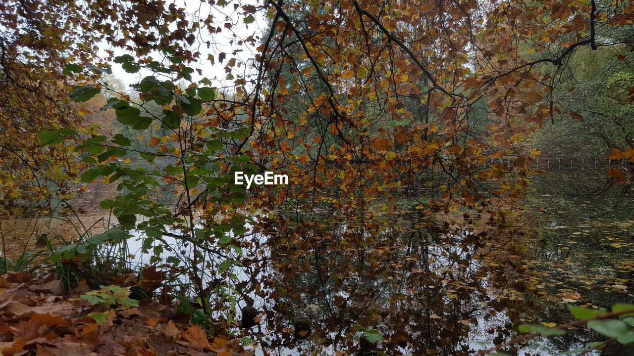 VIEW OF AUTUMNAL TREES AND LEAVES IN FOREST