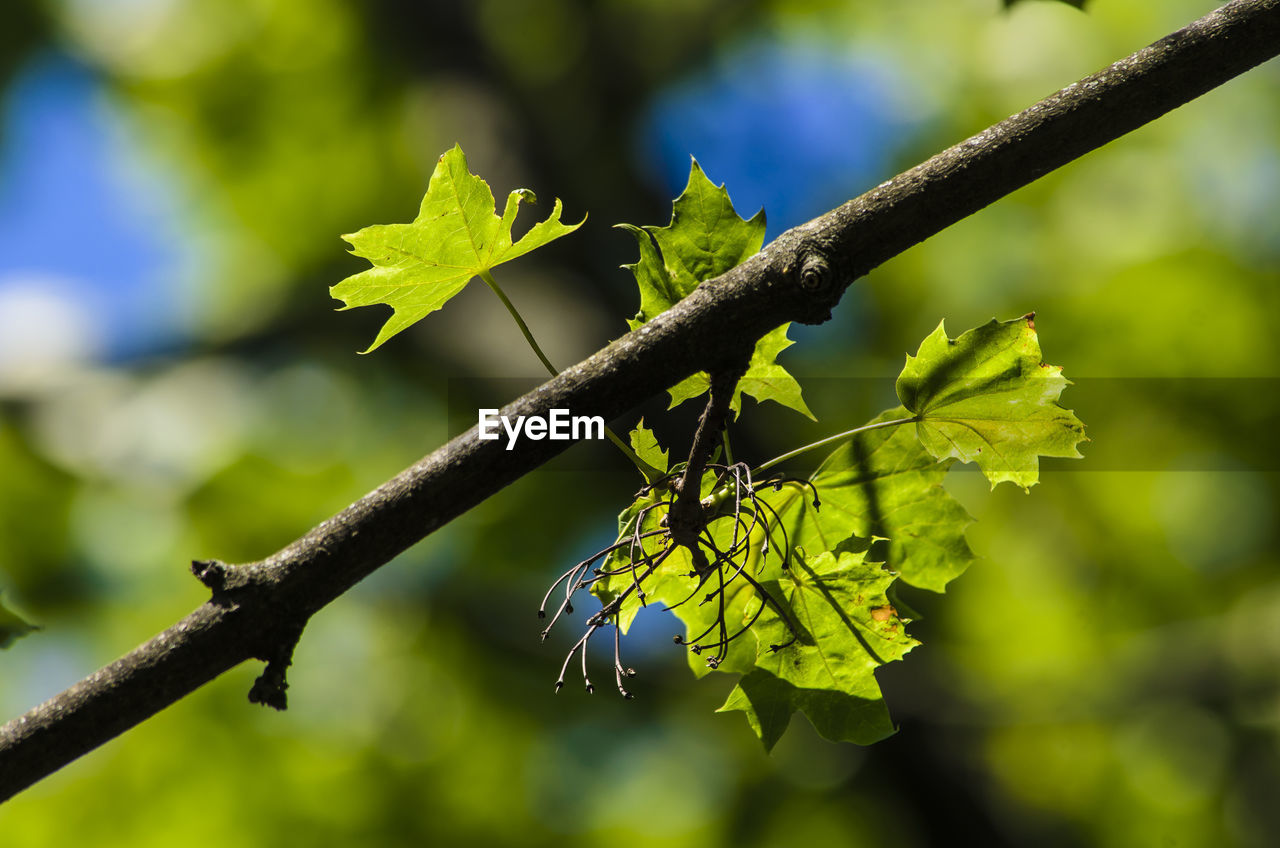 Close-up of leaves growing outdoors