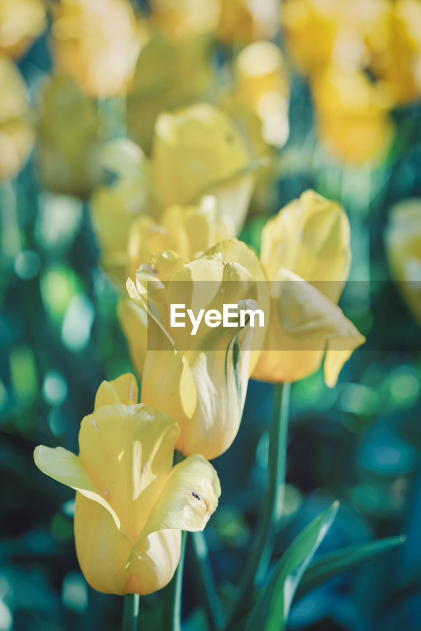 flower, plant, flowering plant, yellow, beauty in nature, freshness, petal, close-up, nature, flower head, fragility, inflorescence, growth, focus on foreground, no people, springtime, macro photography, outdoors, blossom, selective focus, leaf, green, plant part