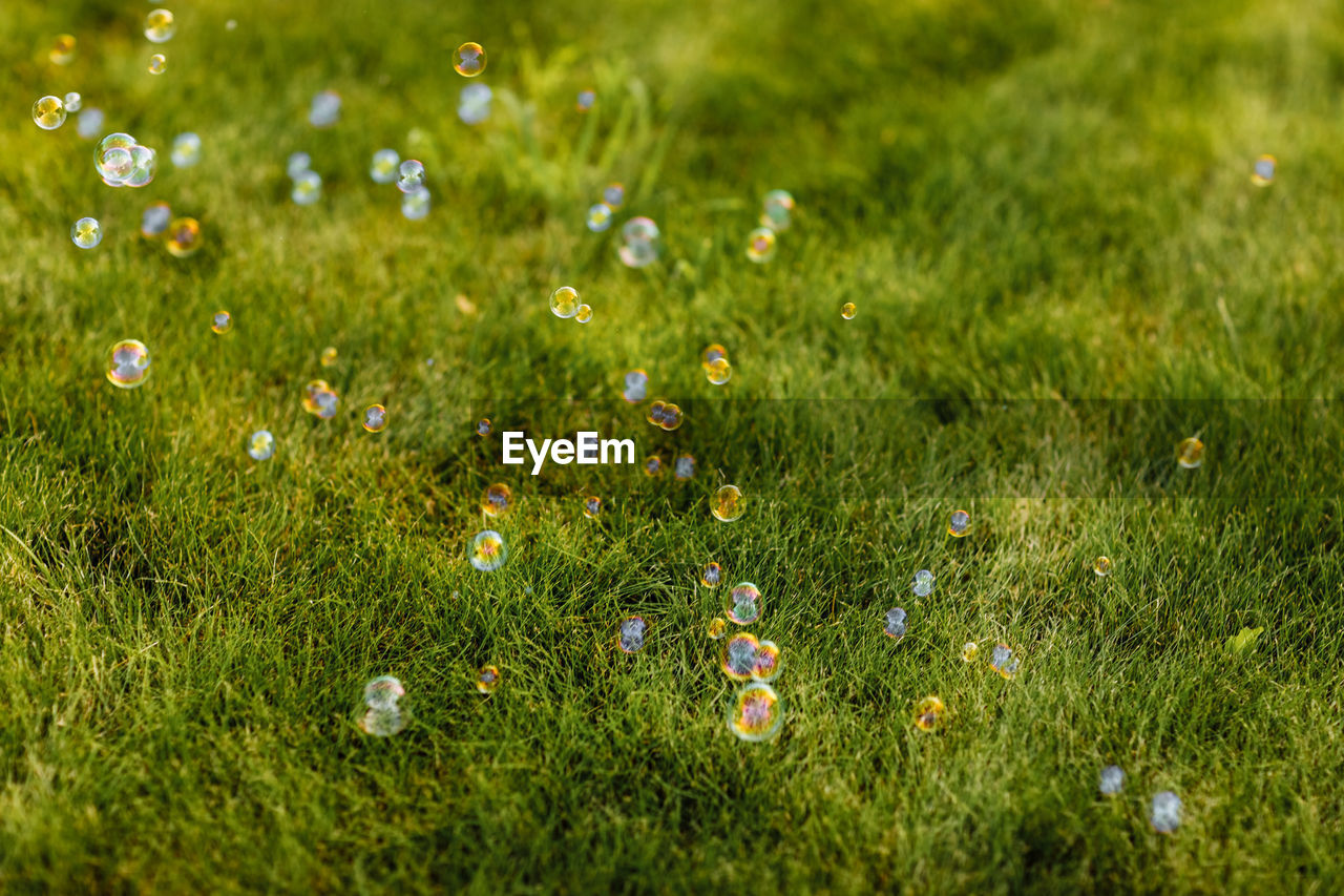 plant, grass, grassland, lawn, meadow, green, flower, flowering plant, nature, beauty in nature, natural environment, field, freshness, land, fragility, no people, growth, macro photography, plain, close-up, day, selective focus, sunlight, outdoors, environment, wildflower, leaf, springtime, prairie, tranquility, backgrounds, summer, pasture, multi colored, daisy, landscape