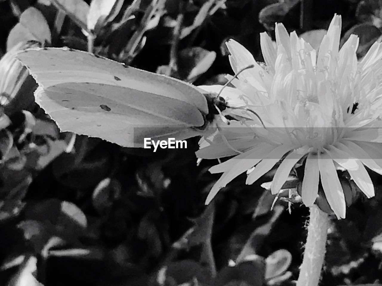 CLOSE-UP OF INSECT ON FLOWERS