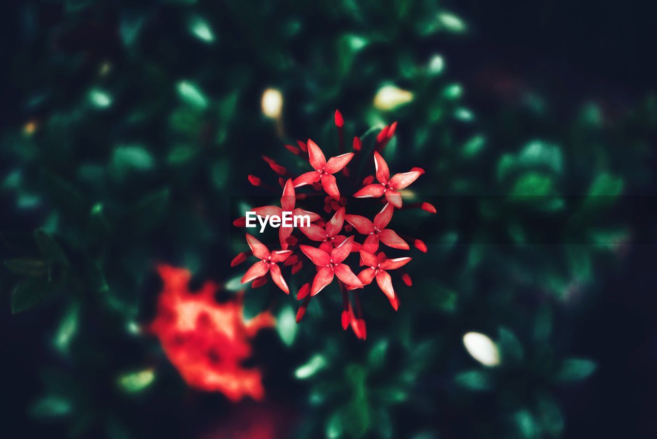 Red petal ixora with green leaves defocused in the background