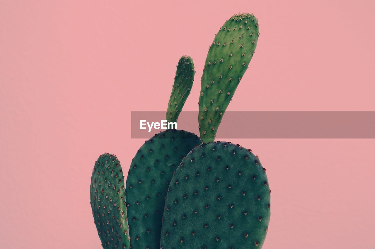 Close-up of cactus against pink background