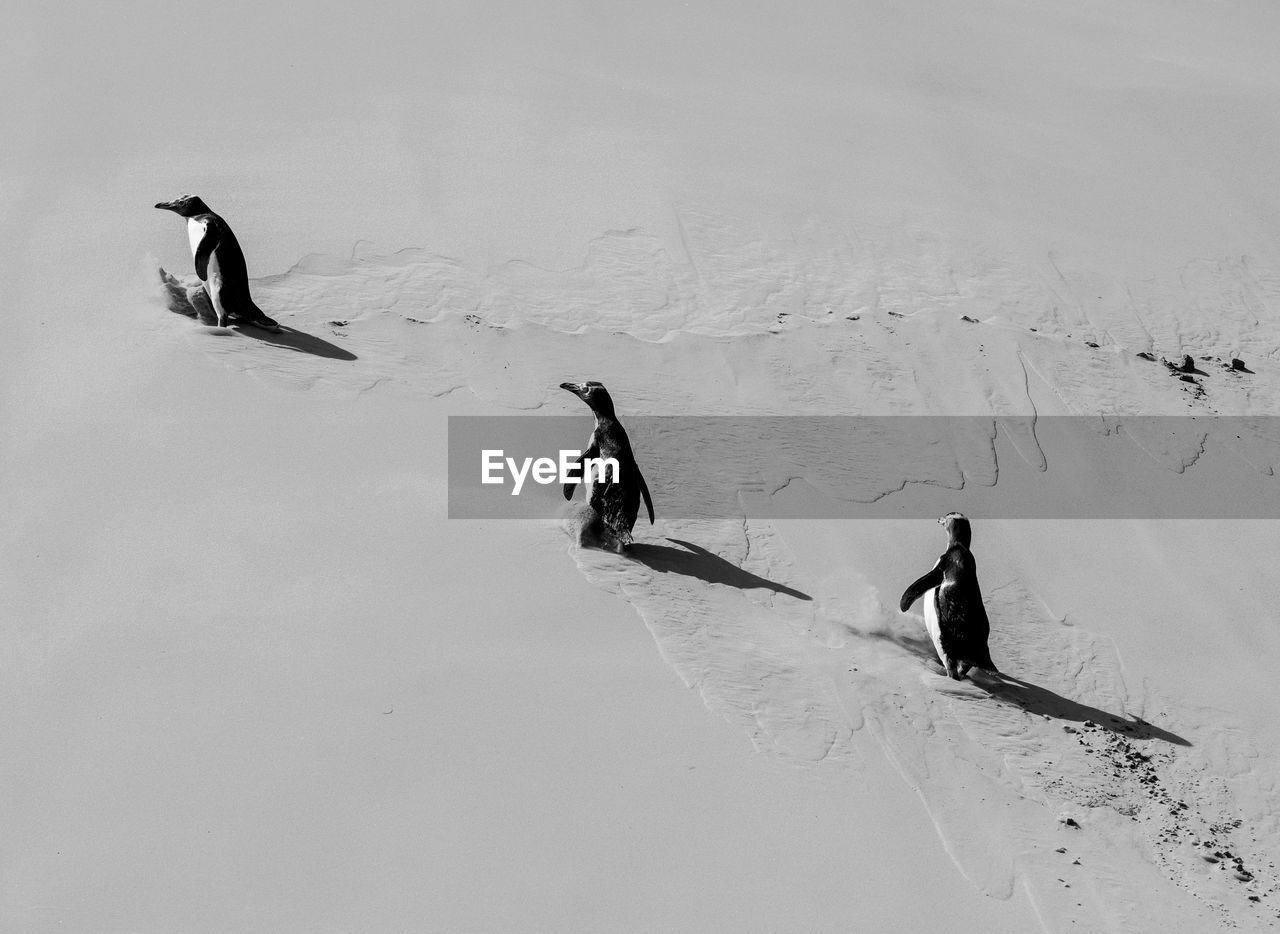High angle view of penguins walking on snow covered land