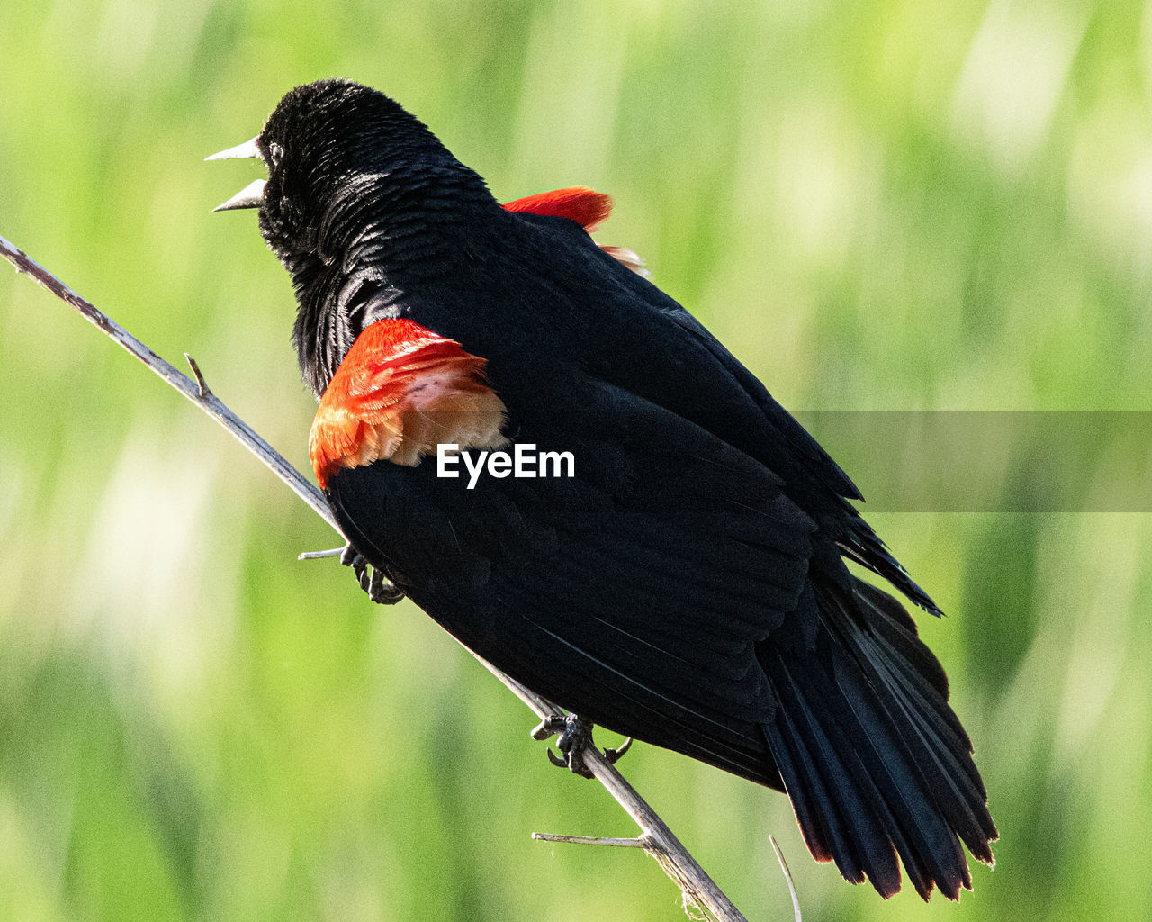 CLOSE-UP OF BIRD PERCHING ON LEAF