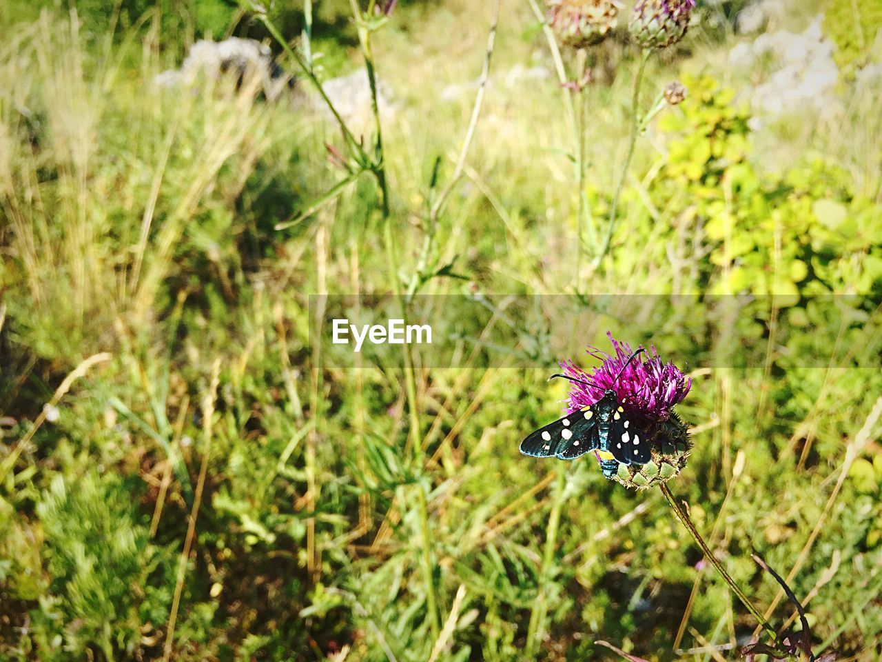 Close-up of butterfly on flower at field