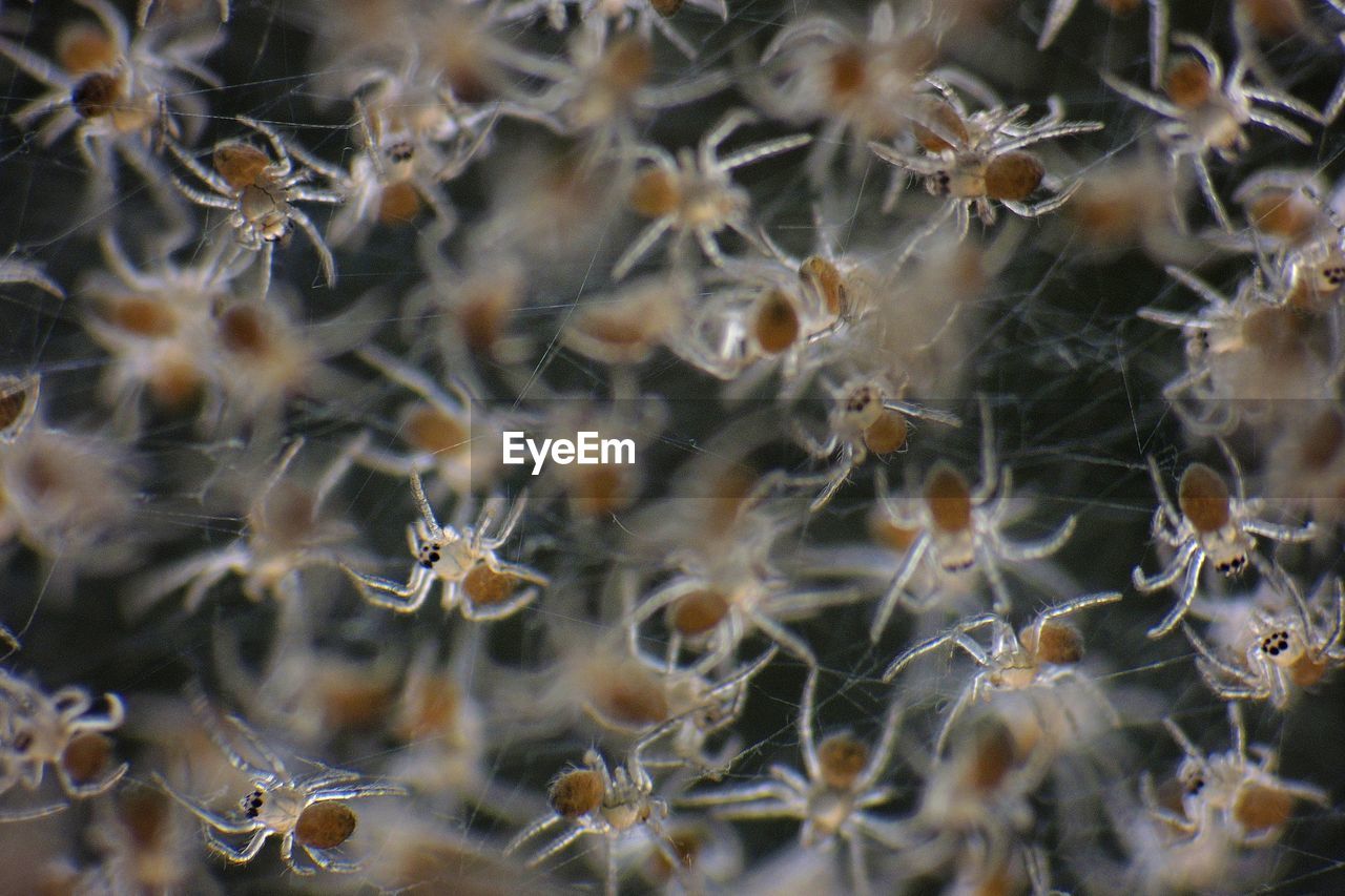 Full frame shot of spiders on web