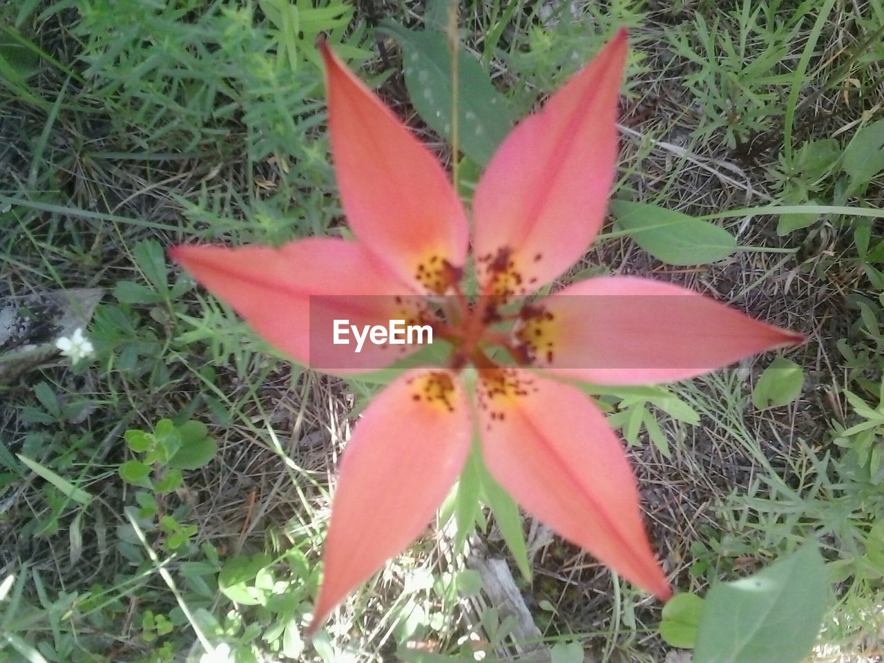 CLOSE-UP OF RED FLOWERS