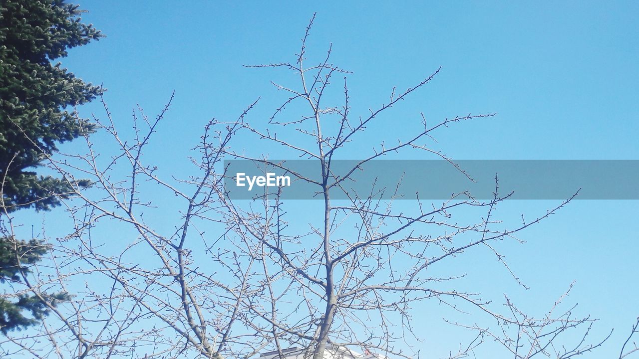 BARE TREE BRANCH AGAINST CLEAR SKY