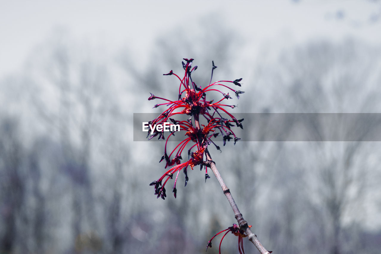 LOW ANGLE VIEW OF RED FLOWERING PLANT ON TREE