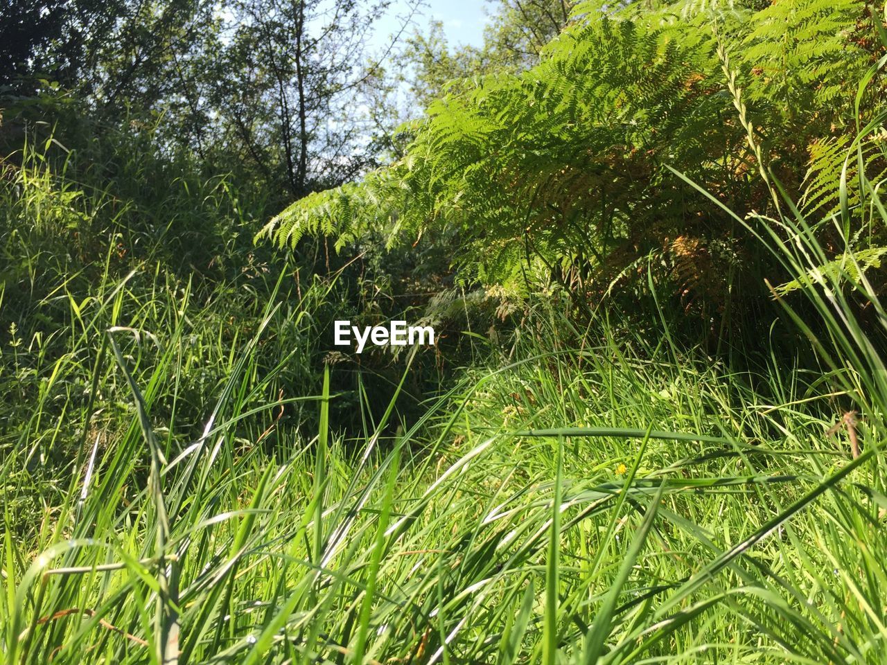 VIEW OF GRASS AND GREEN LEAVES