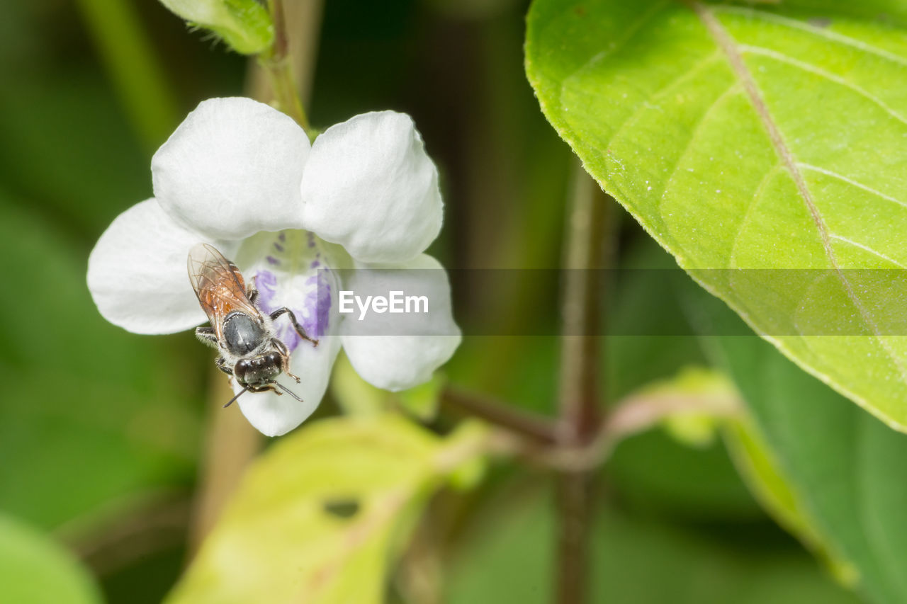 Close-up of bee on flower