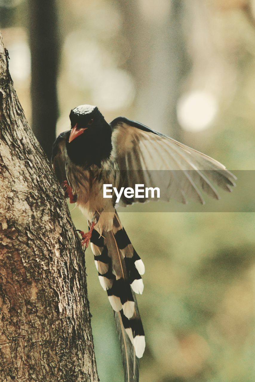 Close-up of bird perching on tree trunk