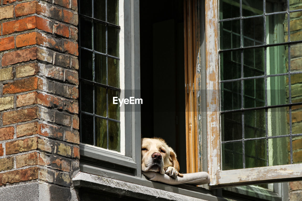 Portrait of dog relaxing on window in brugge