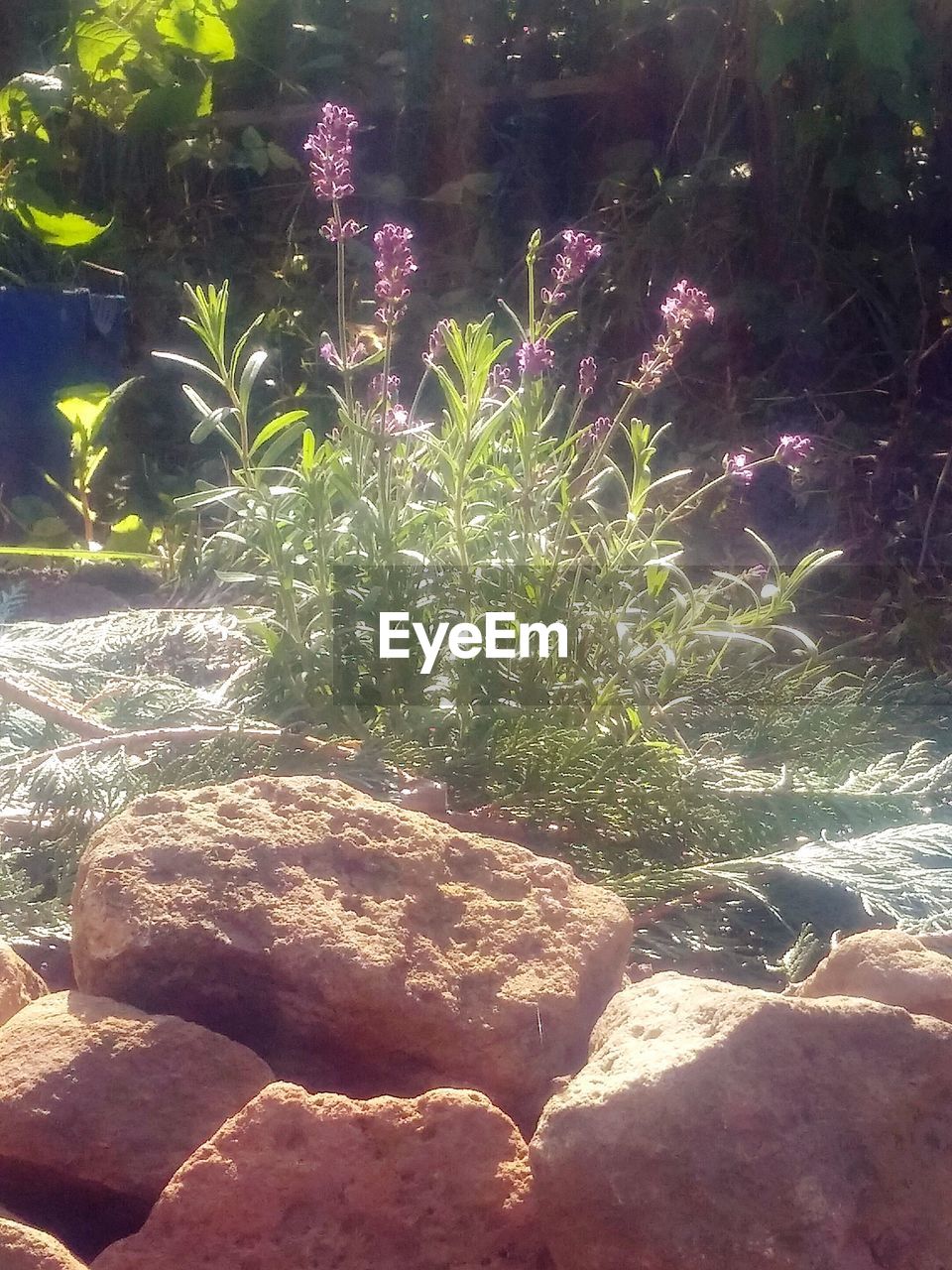 CLOSE-UP OF PLANTS