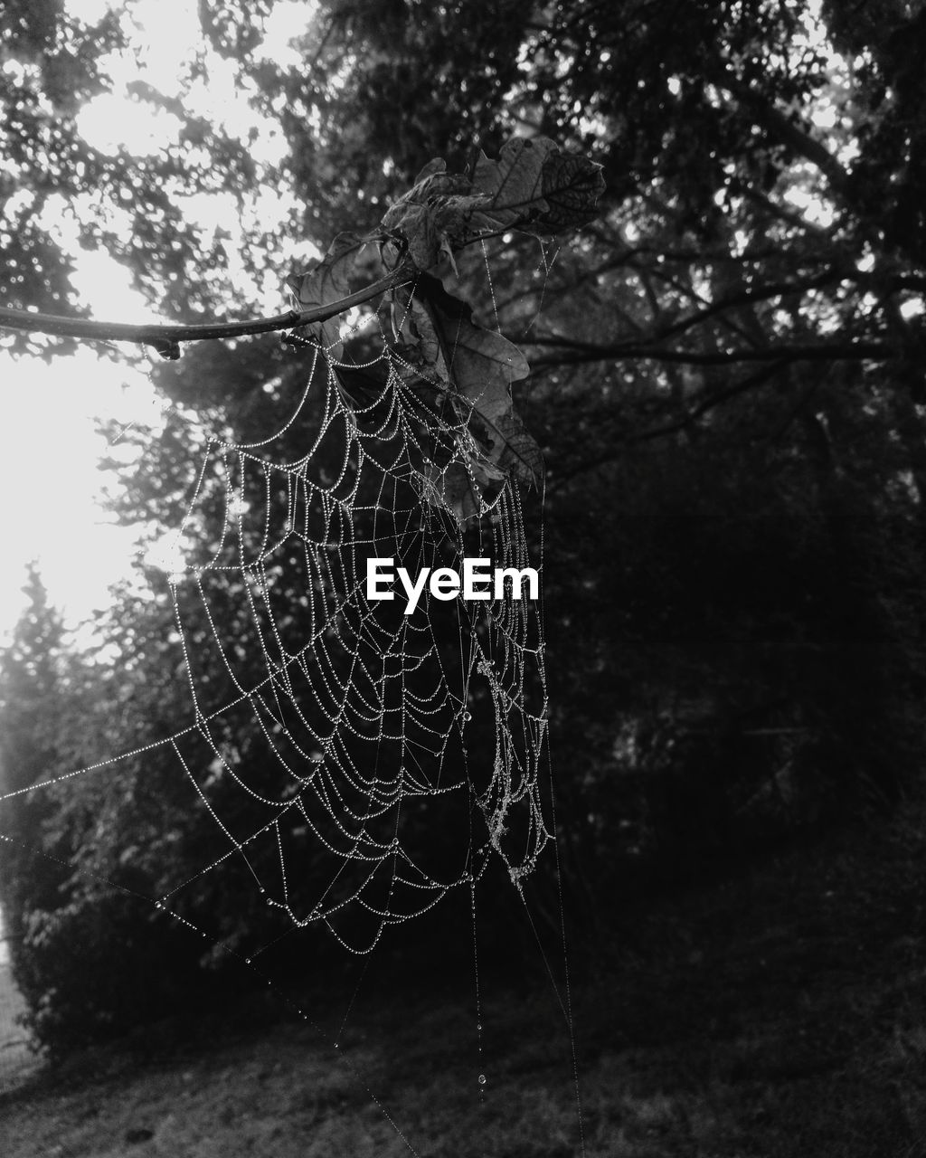 CLOSE-UP OF SPIDER WEB ON TREE TRUNK