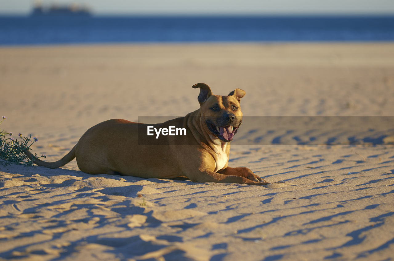 DOG LYING ON BEACH