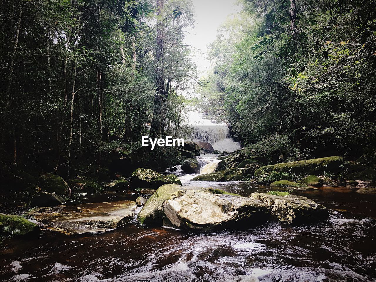 SCENIC VIEW OF RIVER AMIDST TREES IN FOREST