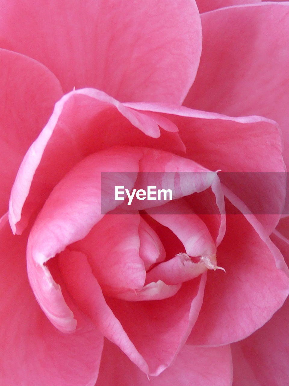 CLOSE-UP OF PINK ROSES