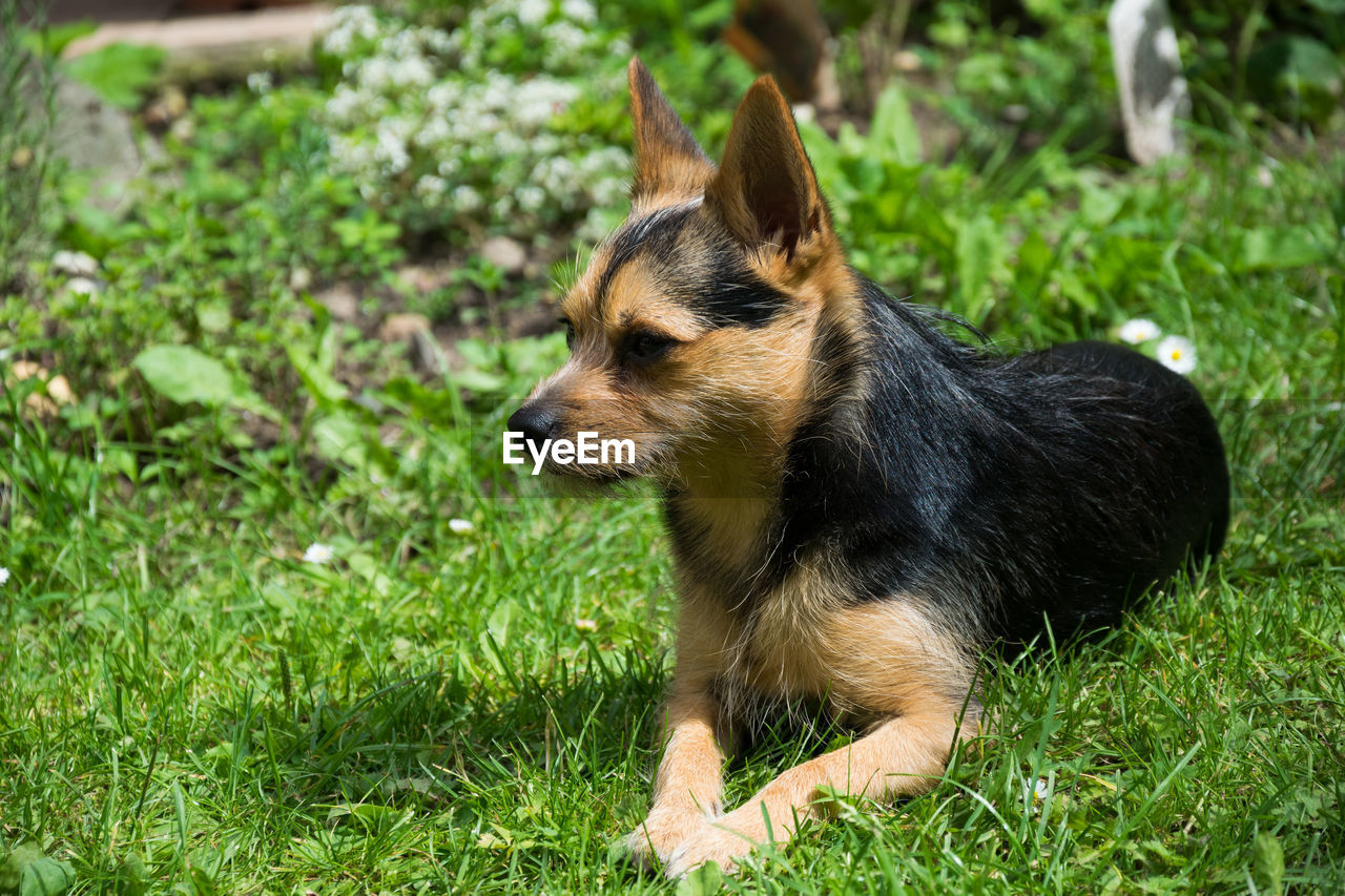 Close-up of dog sitting on grassy field