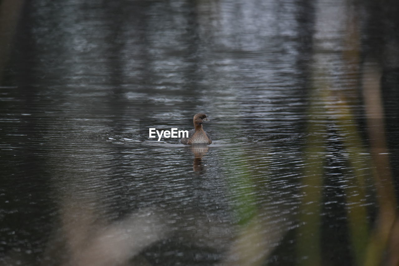 Ducks swimming in lake