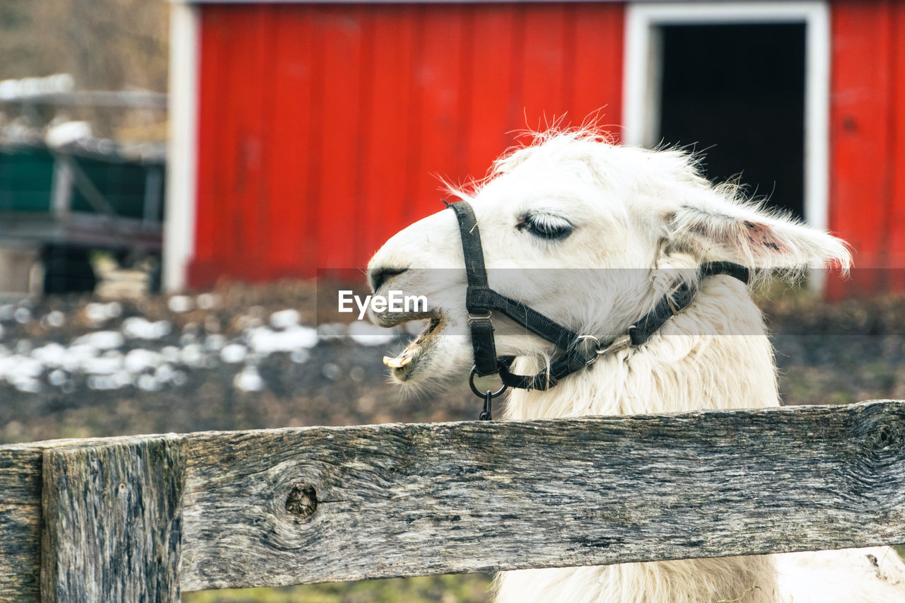 close-up of a horse