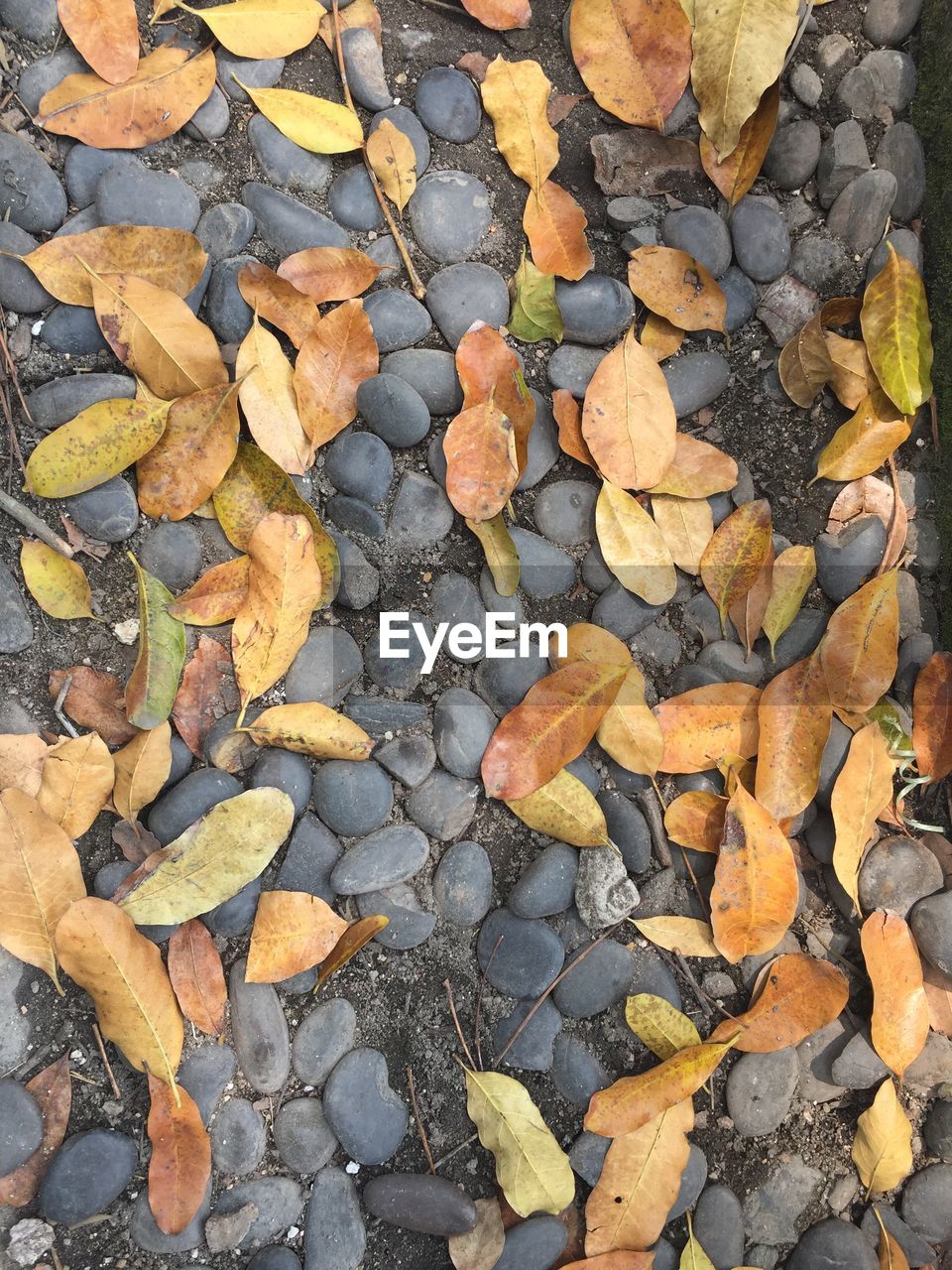 FULL FRAME SHOT OF AUTUMN LEAF