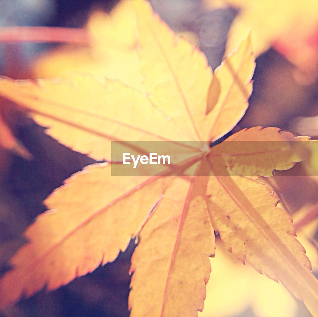 CLOSE-UP OF MAPLE LEAVES ON LEAF