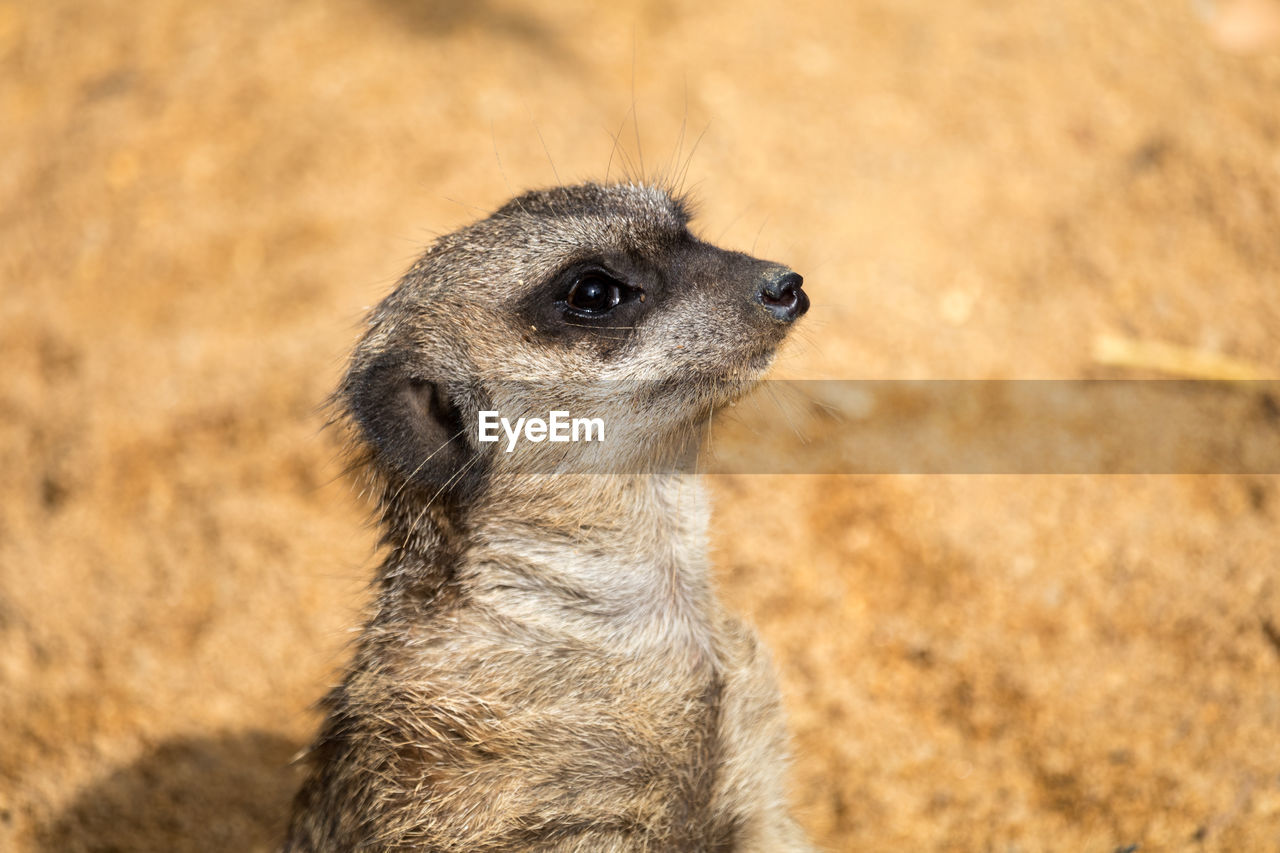 Close-up of a meerkat looking away