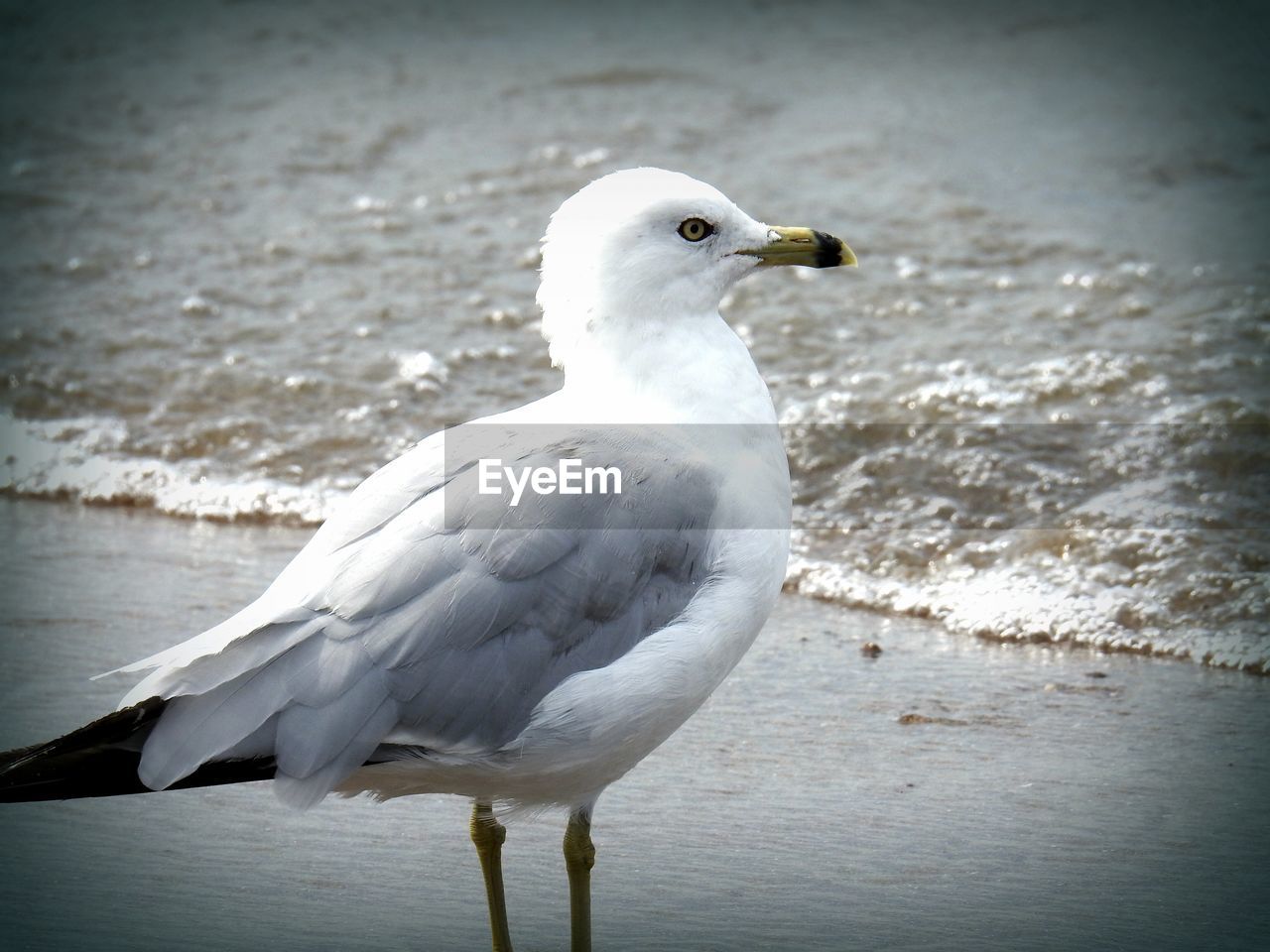 SEAGULL PERCHING ON ROCK