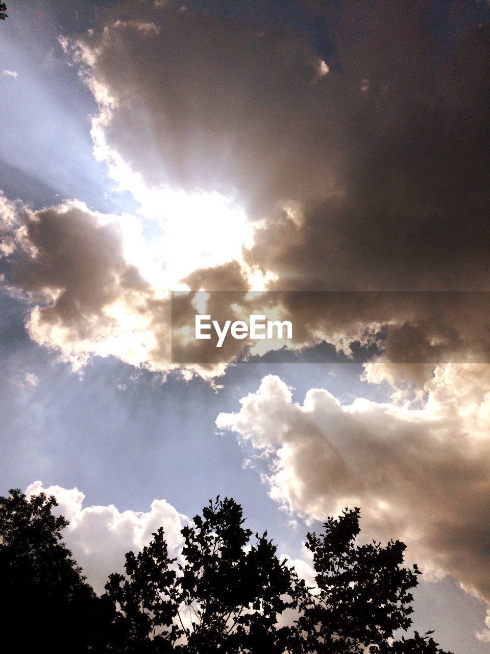 LOW ANGLE VIEW OF TREES AGAINST SKY