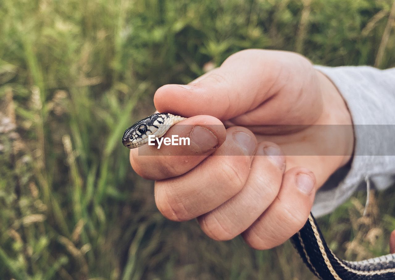 Close-up of hand holding snake