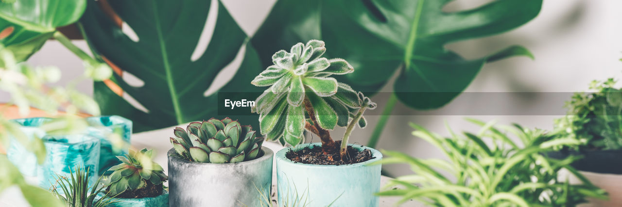 CLOSE-UP OF SMALL CACTUS PLANT