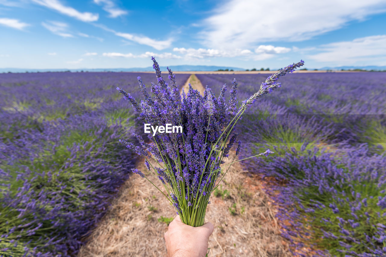 Hand holding lavender bouquet in the middle of a lavender field in provence