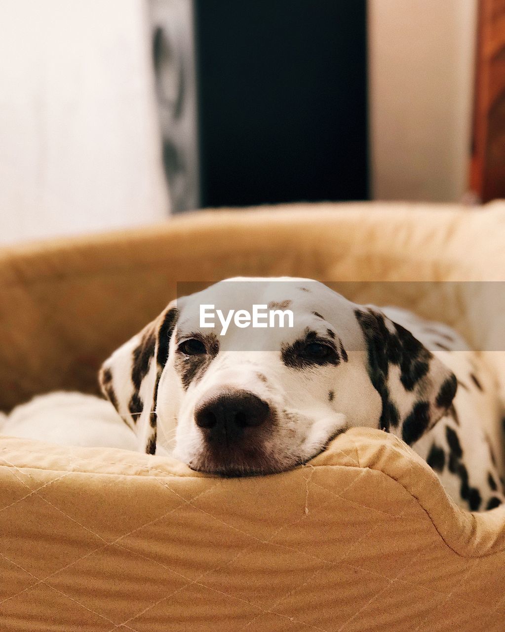 Close-up of dog relaxing on bed