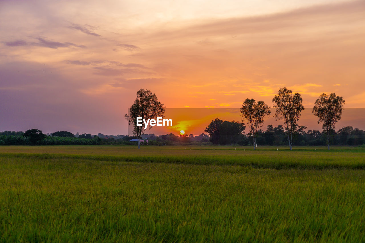 Scenic view of field against sky during sunset