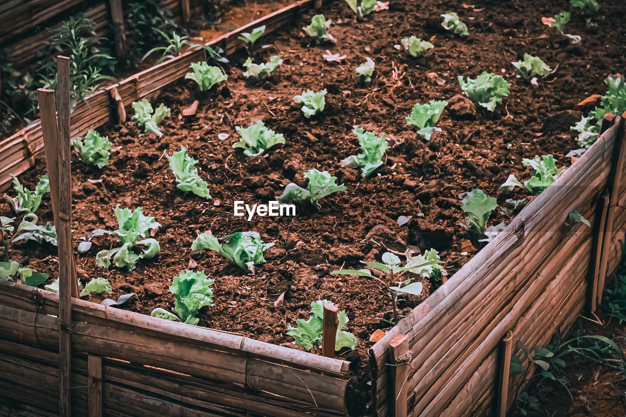 High angle view of plants growing on field