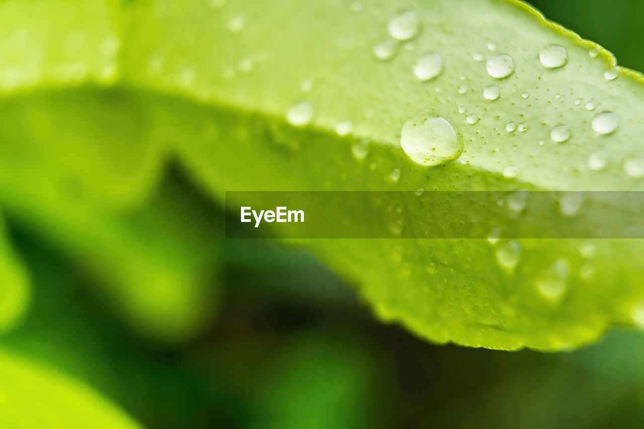 CLOSE-UP OF WET LEAVES