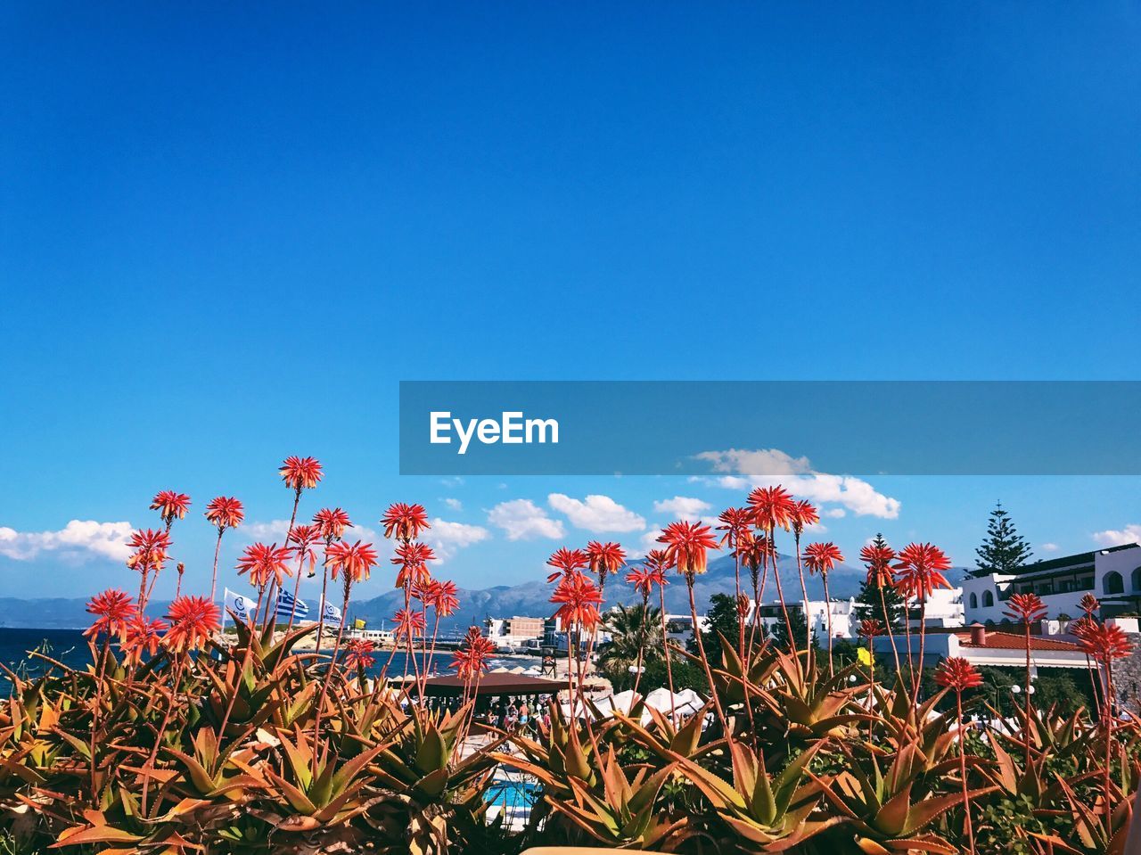 Red flowers against clear blue sky