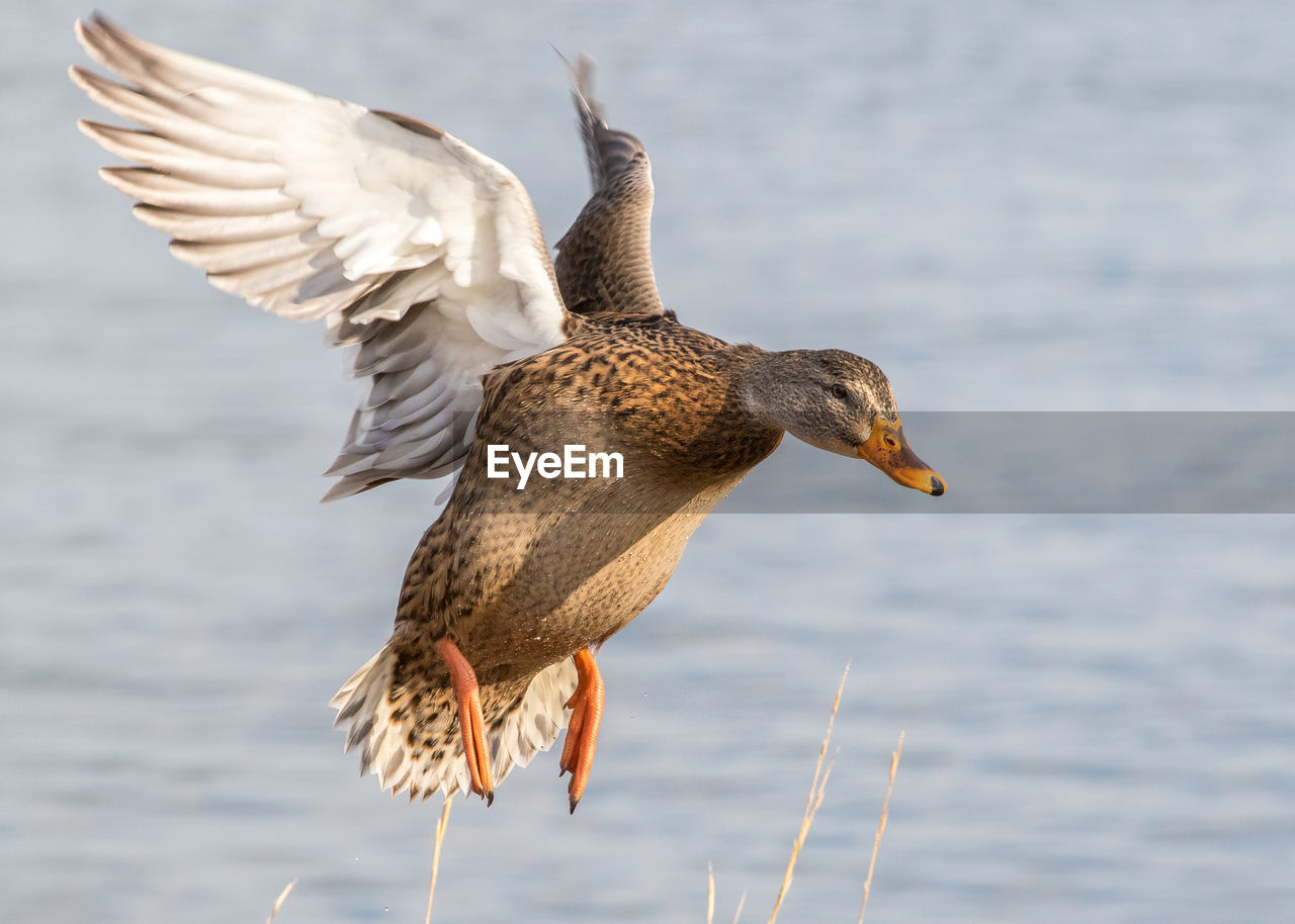 CLOSE-UP OF SEAGULL FLYING IN THE LAKE