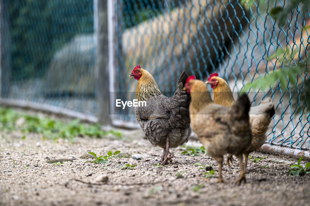 Three hens walking on the ground