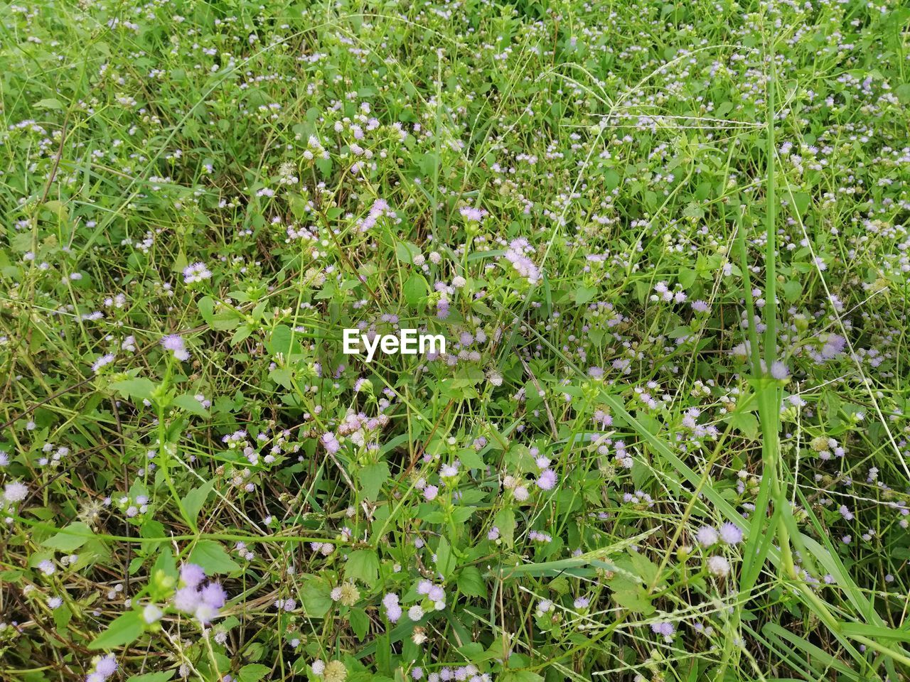 HIGH ANGLE VIEW OF FLOWERING PLANTS GROWING ON LAND