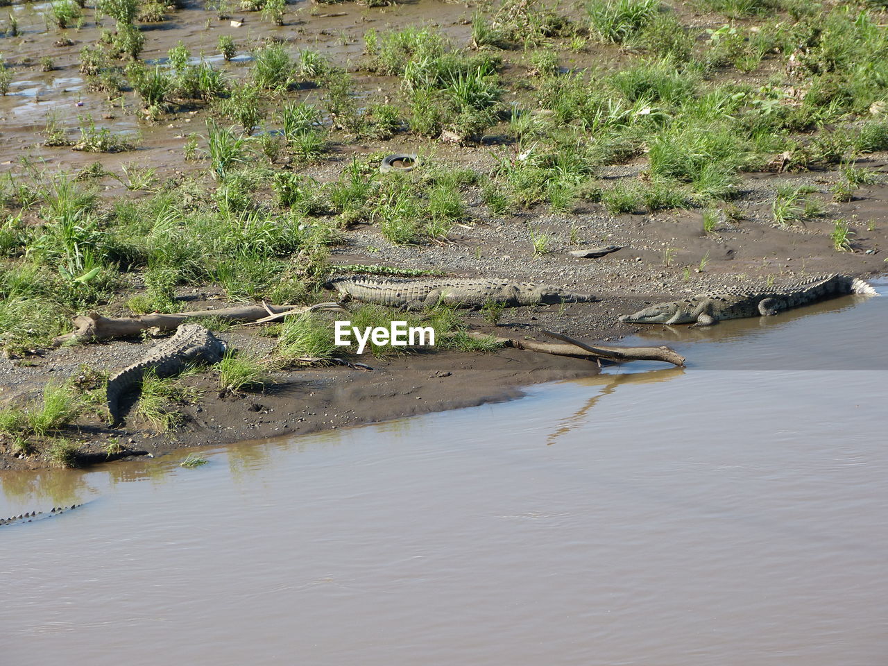 VIEW OF A REPTILE IN A WATER