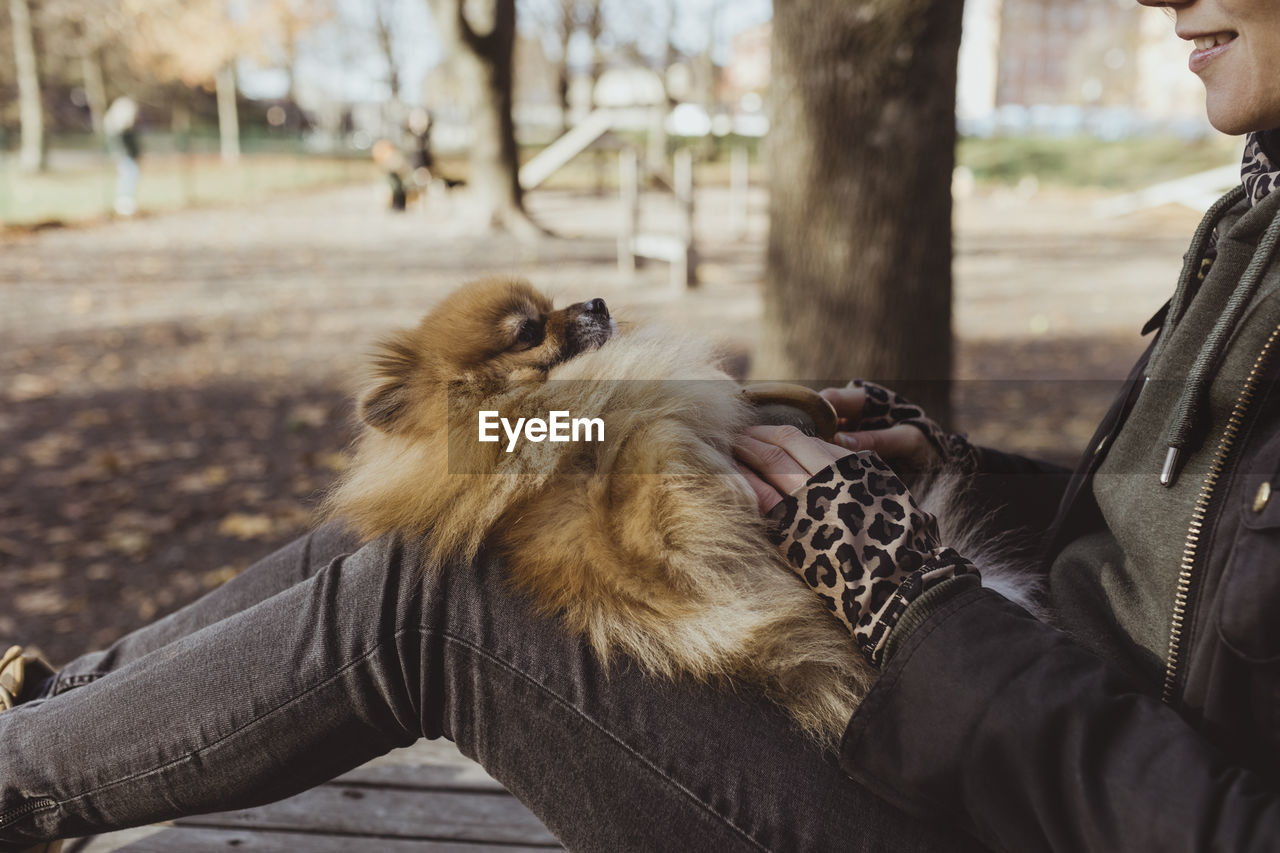 Midsection of woman playing with fluffy pomeranian on lap at park