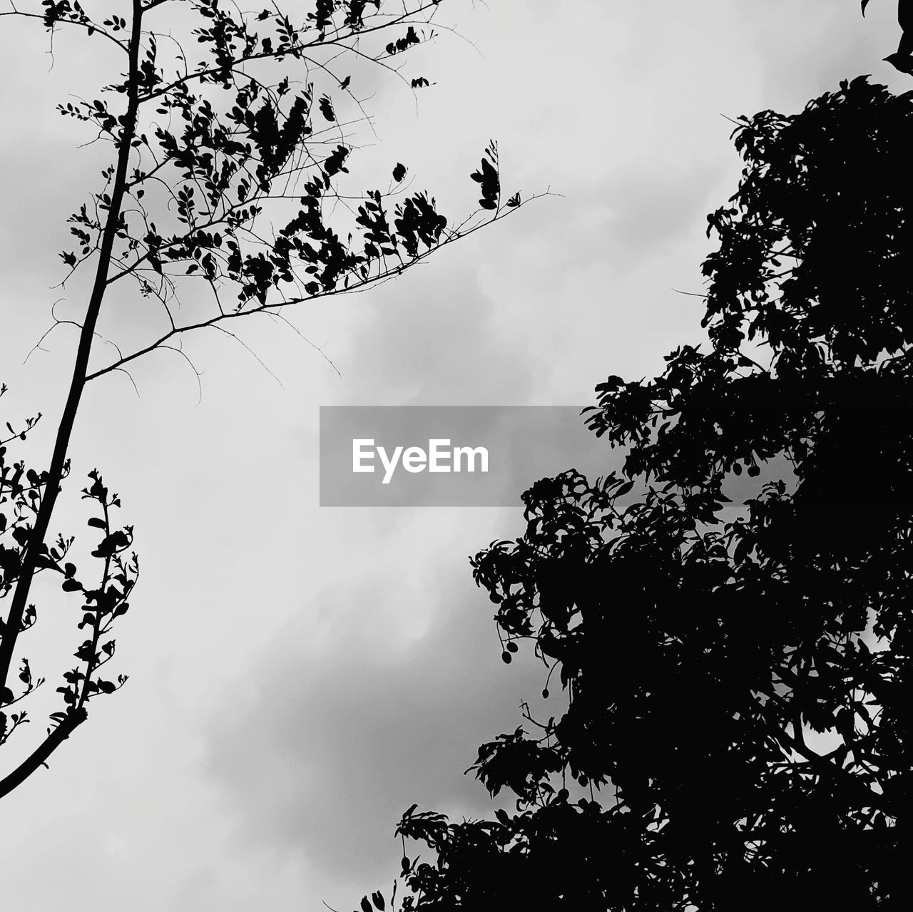 LOW ANGLE VIEW OF SILHOUETTE BIRDS ON TREE AGAINST SKY