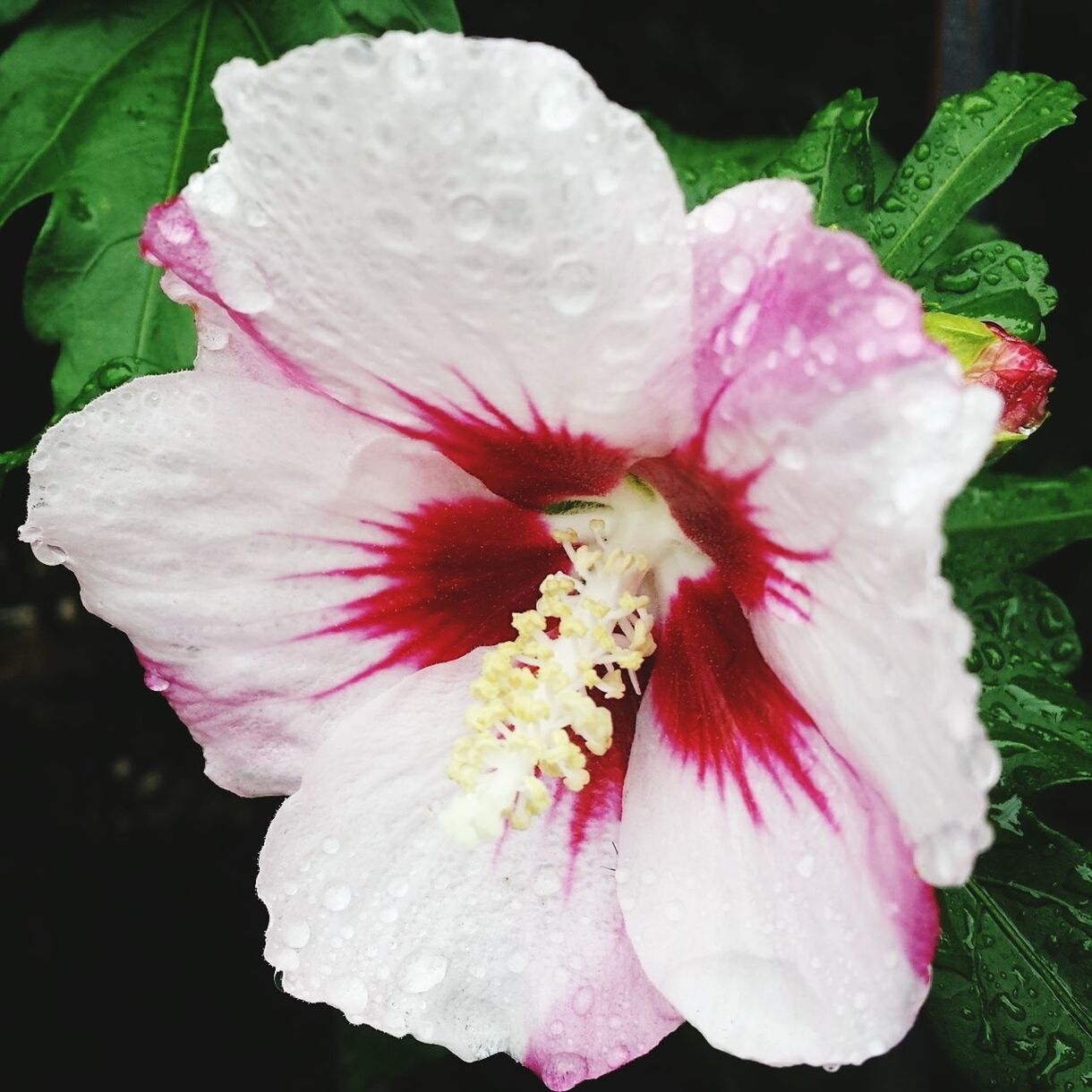 CLOSE-UP OF PINK FLOWERS