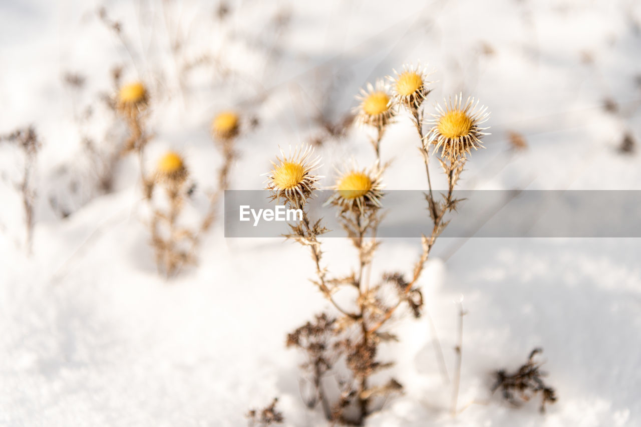 plant, flower, nature, beauty in nature, freshness, flowering plant, close-up, environment, white, yellow, landscape, winter, macro photography, branch, snow, tree, land, cold temperature, no people, blossom, outdoors, fragility, tranquility, sunlight, growth, springtime, selective focus, sky, backgrounds, rural scene, scenics - nature, focus on foreground, field, grass, macro, frost, meadow, plain, spring, leaf, non-urban scene, gold, day, botany, softness, flower head, wildflower, food and drink, copy space, tranquil scene, multi colored, pastel colored, forest, plant stem, food, extreme close-up, inflorescence, back lit