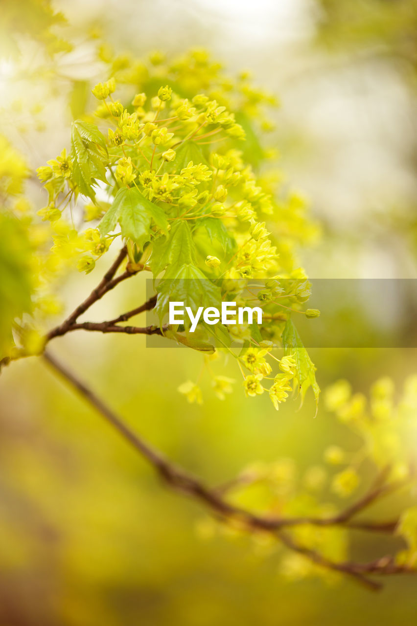 Close-up of yellow flower