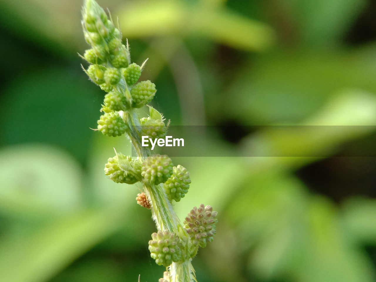 Close-up of flowering plant