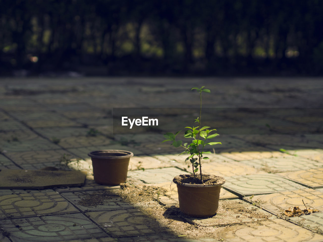 Sunlight falling on potted plant growing outdoors